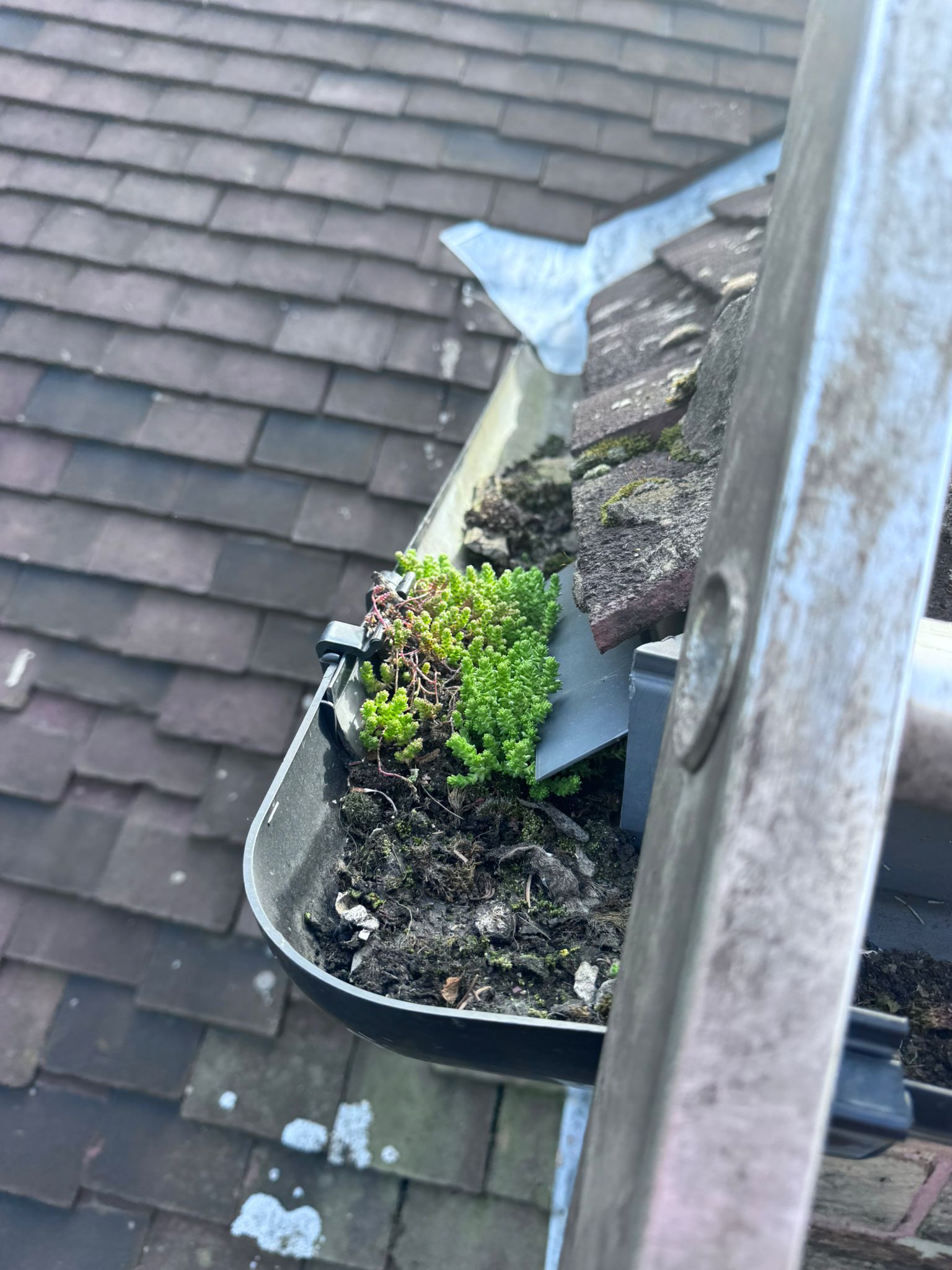 Blocked gutter full of moss and debris