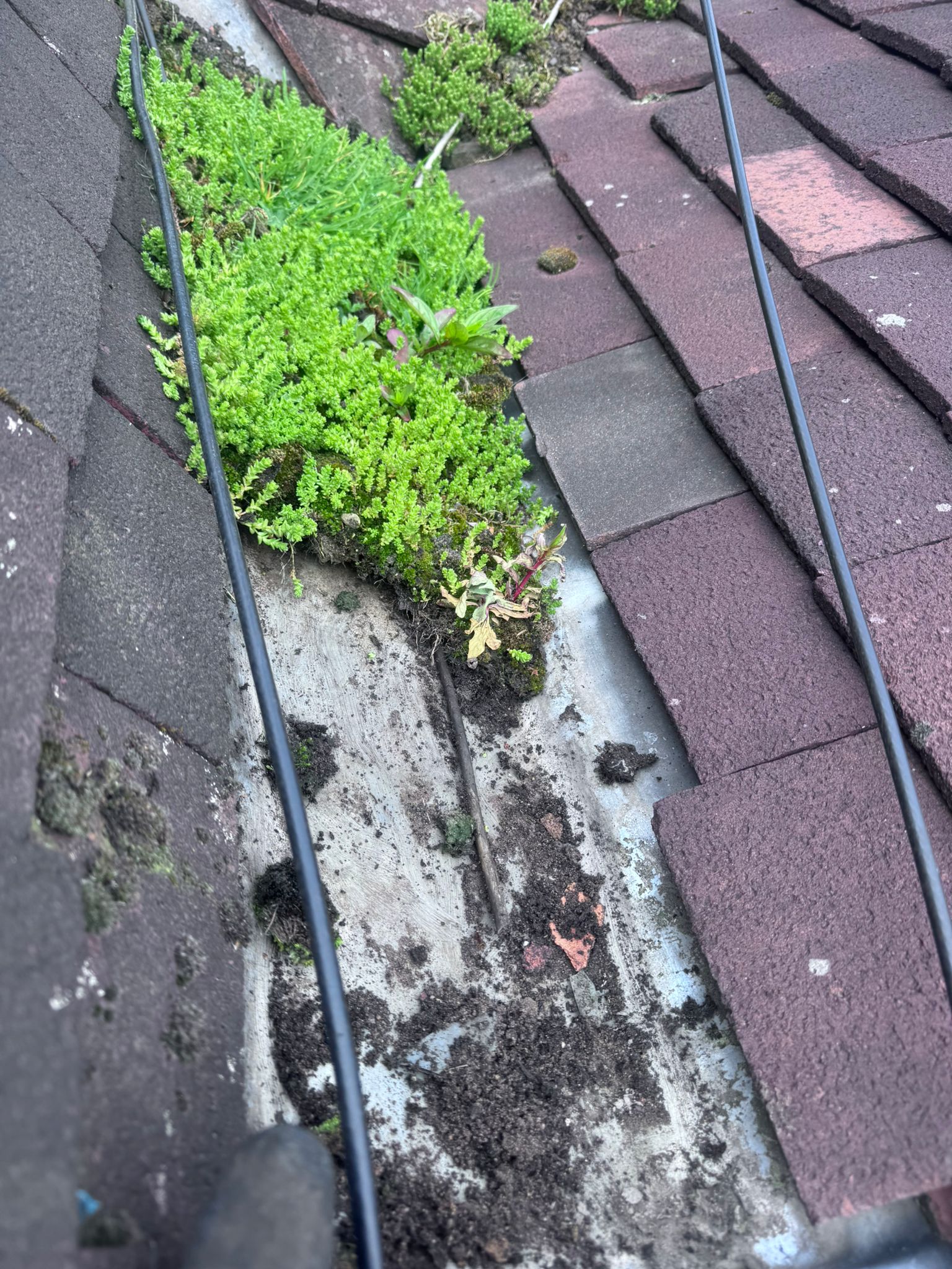 Plants growing inside a gutter